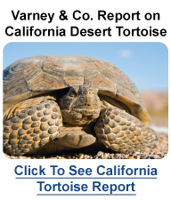 Varney & Company Report on California Desert Tortoise
